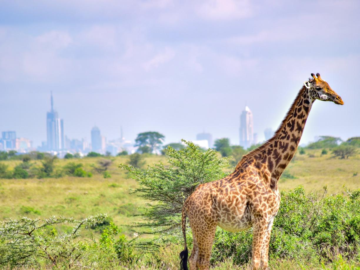 Kenia. Safari w cieniu drapaczy chmur: przewodnik po Nairobi National Park