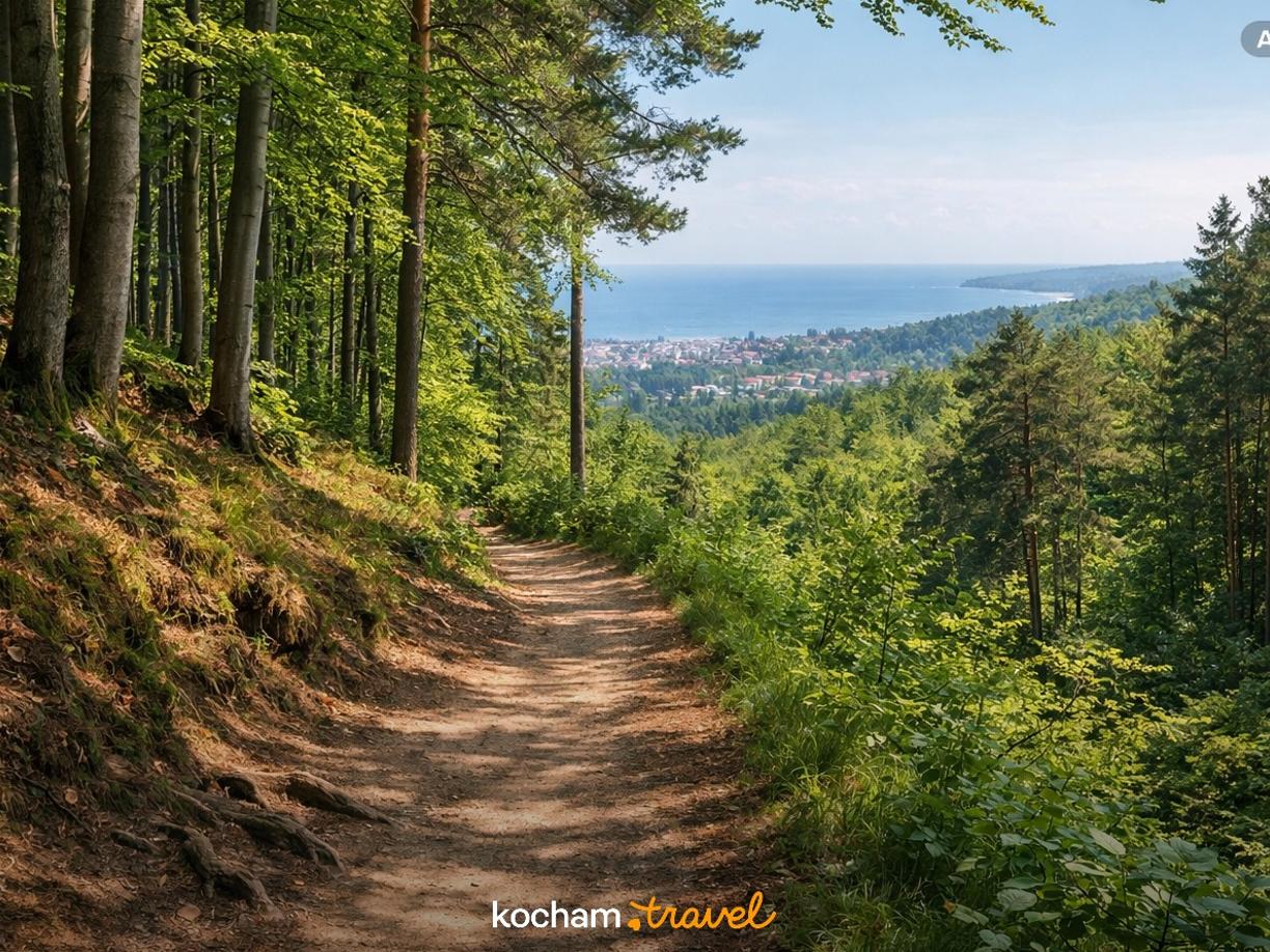 Ilustracja do tematu: Trójmiejski Park Krajobrazowy na pograniczu Sopotu. Najlepsze leśne szlaki na spokojny spacer