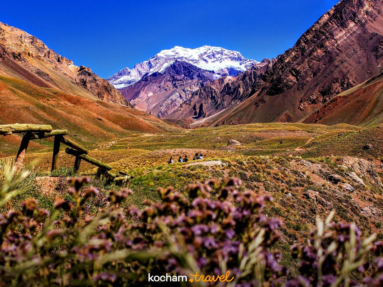Kwitnąca dolina z widokiem na ośnieżony szczyt Aconcagua w Andach.