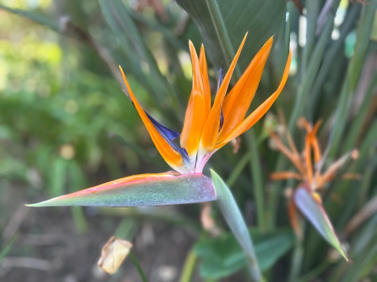 Lush botanical garden in Johannesburg during summer