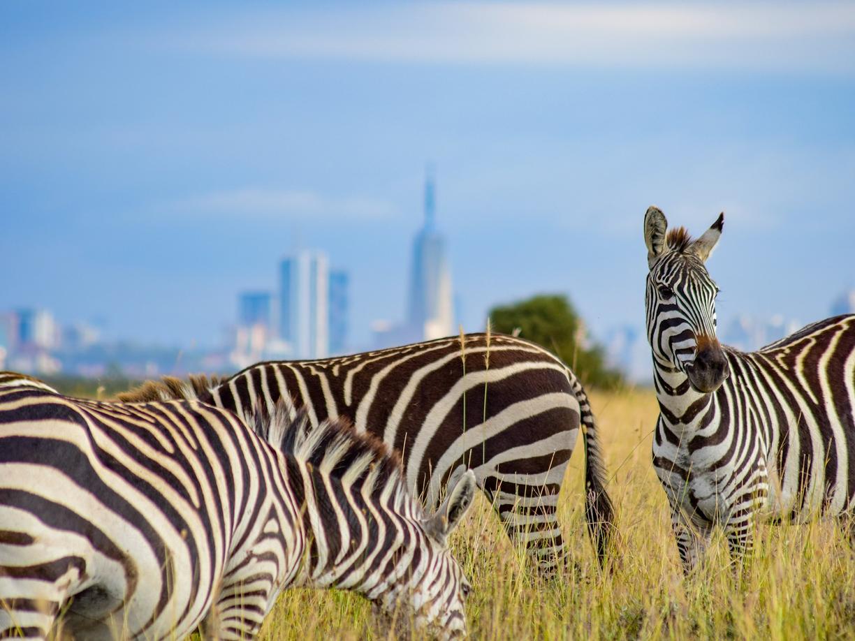 Kenia. Co zwiedzić w Nairobi? Park Narodowy Nairobi, Muzeum Karen Blixen i centrum miasta
