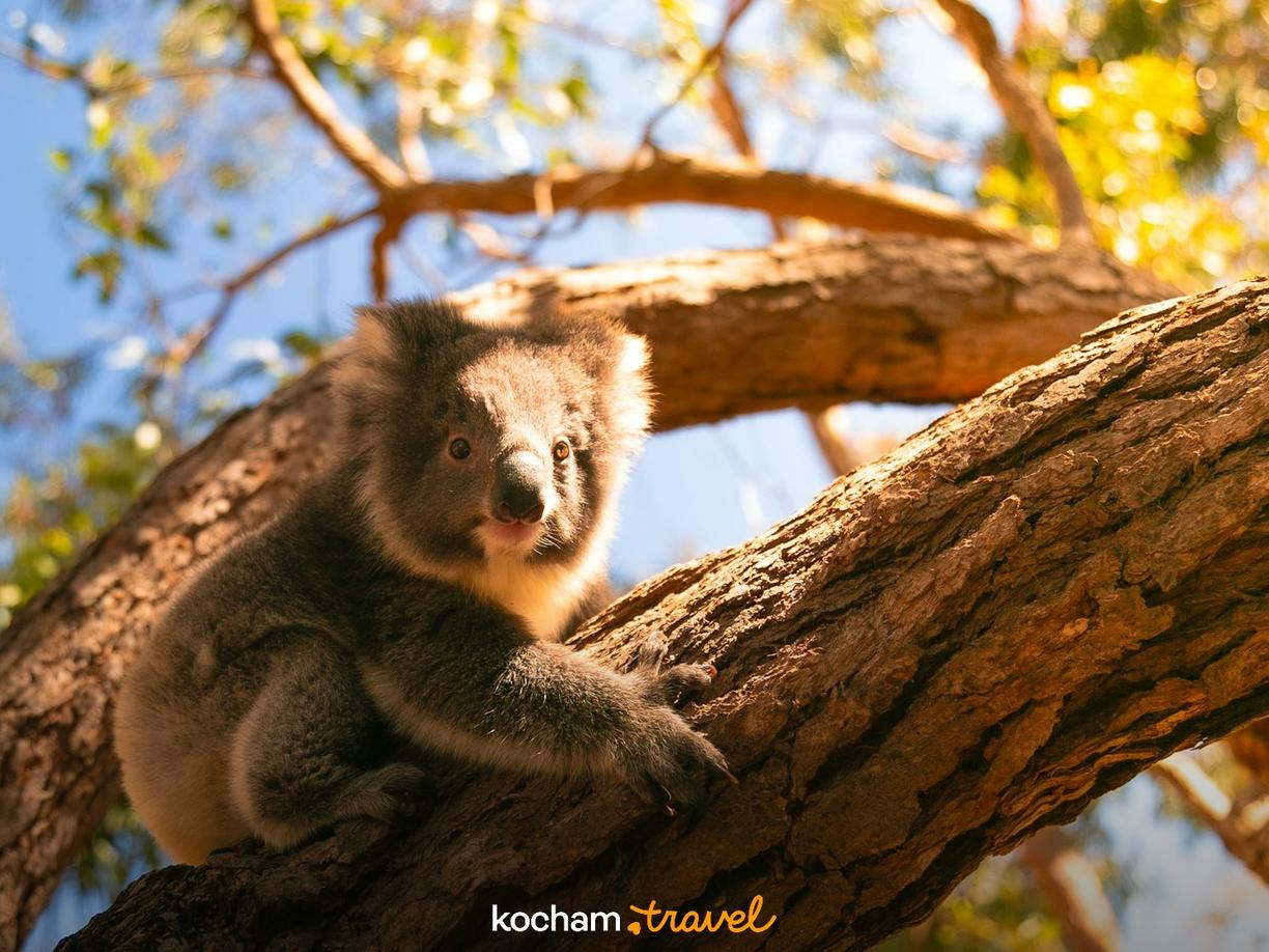 Młody koala siedzi na gałęzi drzewa, patrząc ciekawie.