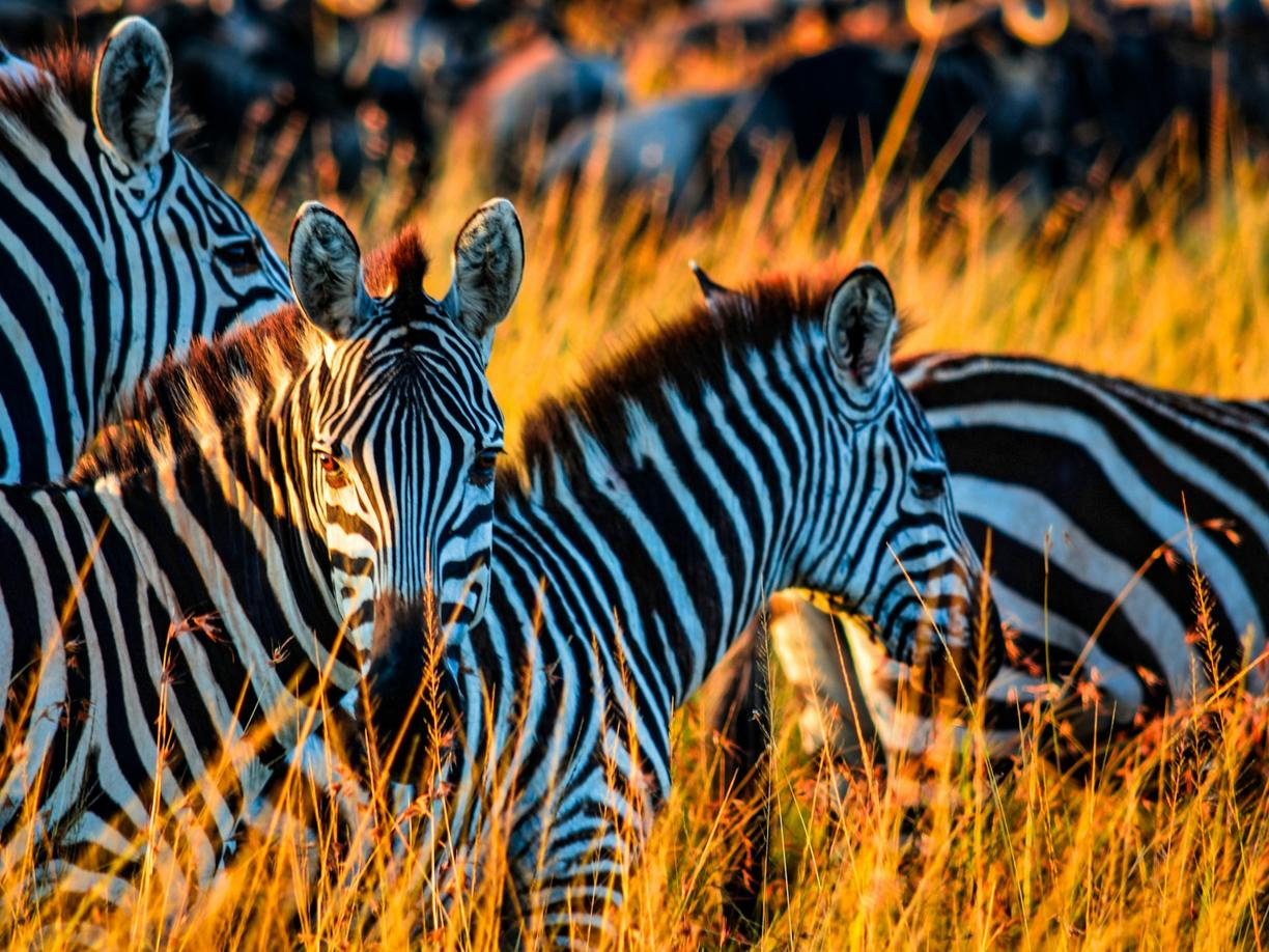 Safari w Afryce: Przewodnik dla początkujących – Kenia, Tanzania czy RPA?