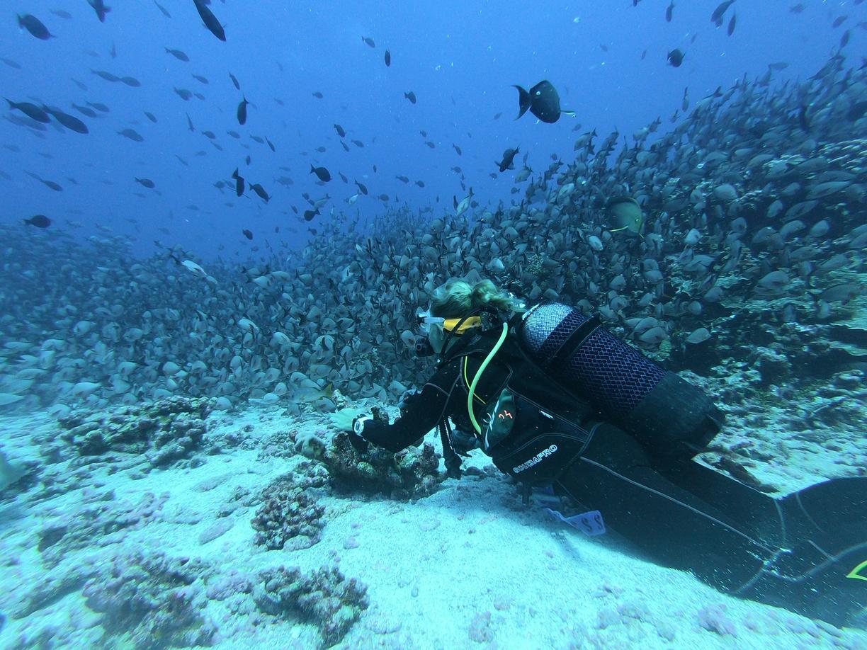 Meksyk. Nurkowanie na Cozumel: Przewodnik po drugiej największej rafie koralowej na świecie