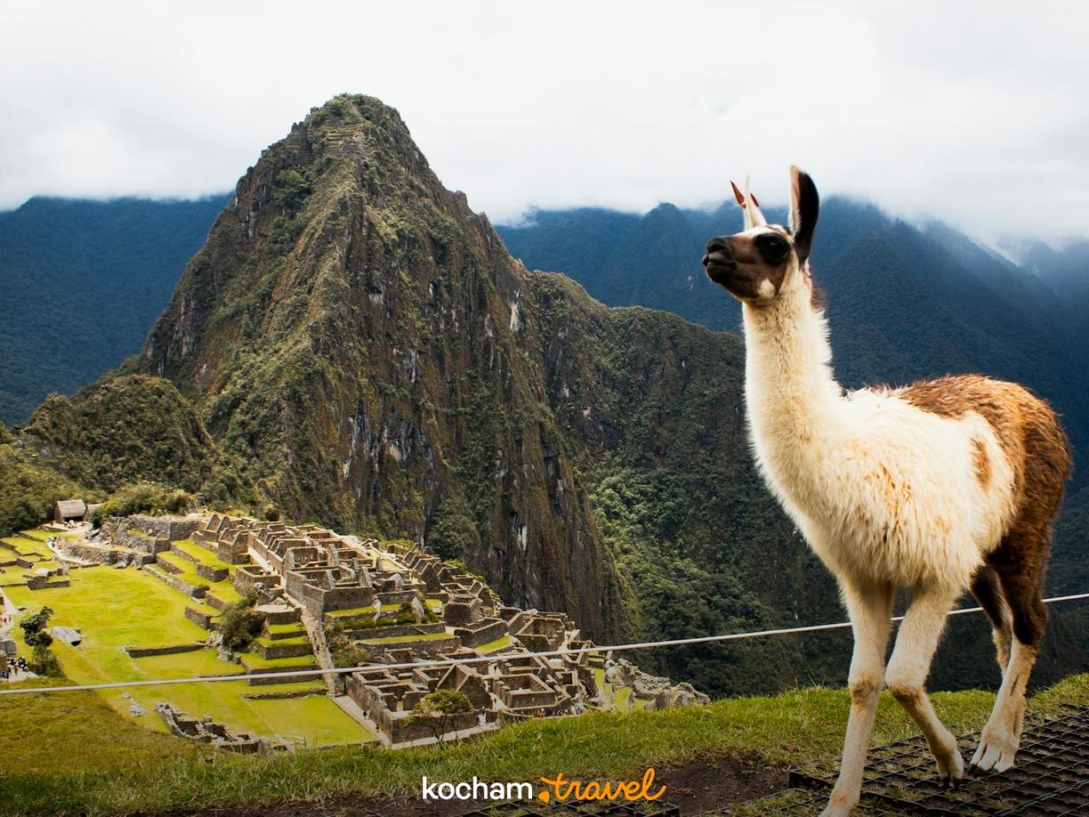 Lama przed ruinami Machu Picchu wśród zielonych Andów.