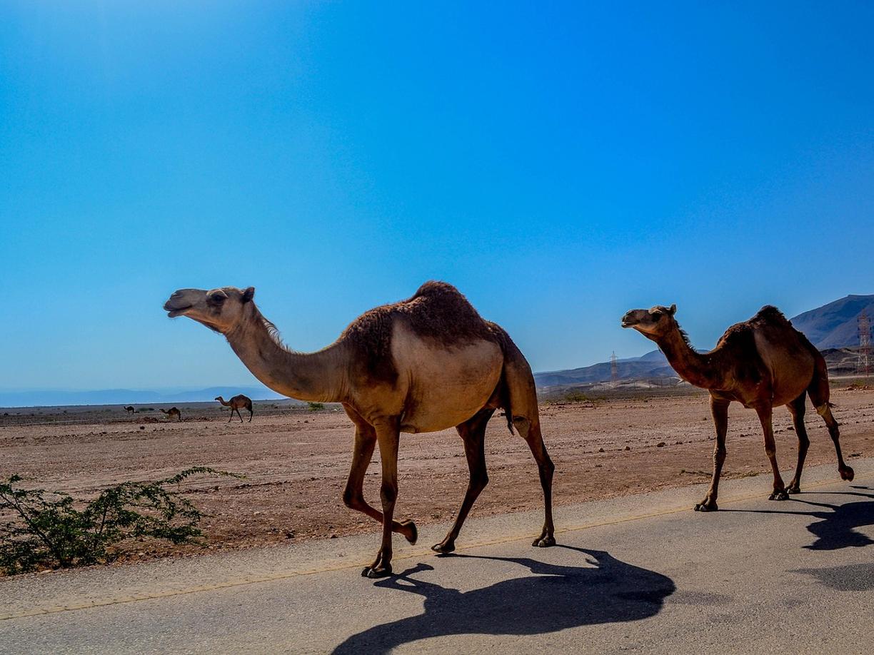 Listopad: Salalah – darmowe atrakcje i korzystne godziny zwiedzania