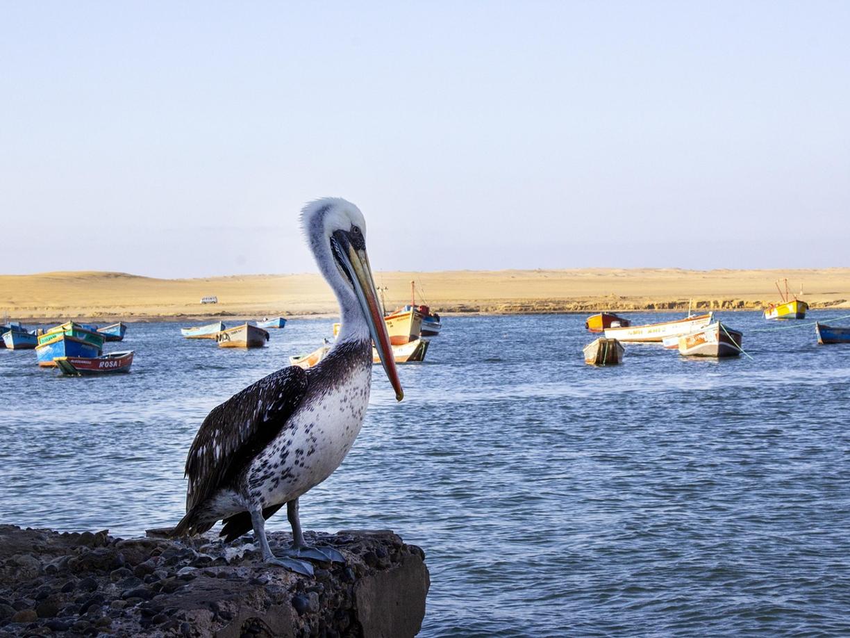Paracas: gdzie zjeść — lokalne klasyki i street food?