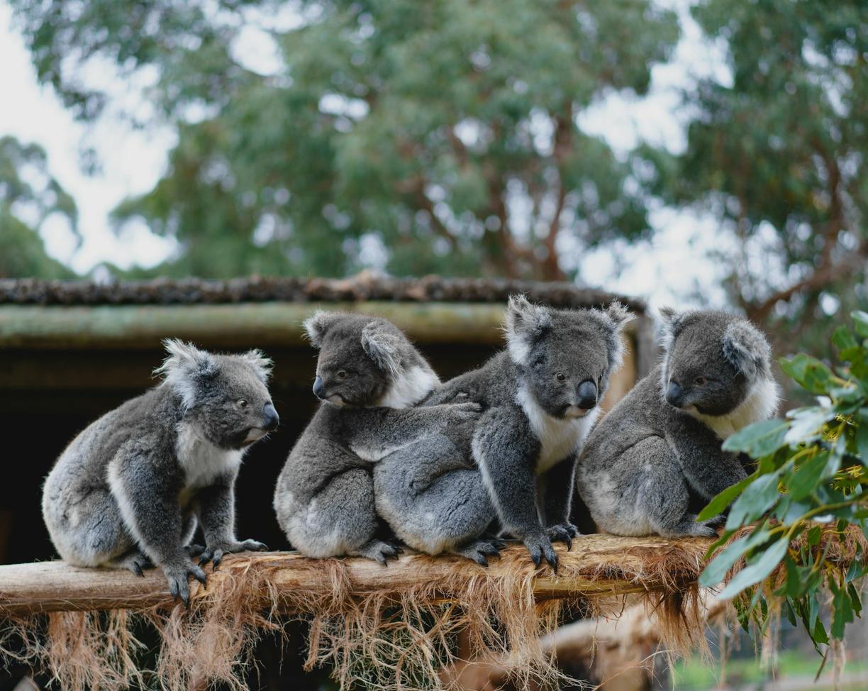 Australia. Spotkanie z koalą i kangurem: najlepsze miejsca na obserwację dzikiej przyrody Australii