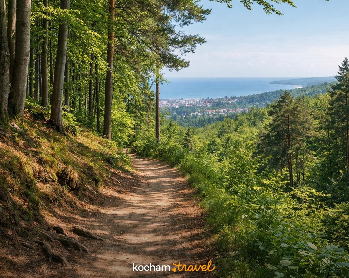Ilustracja do tematu: Trójmiejski Park Krajobrazowy na pograniczu Sopotu. Najlepsze leśne szlaki na spokojny spacer