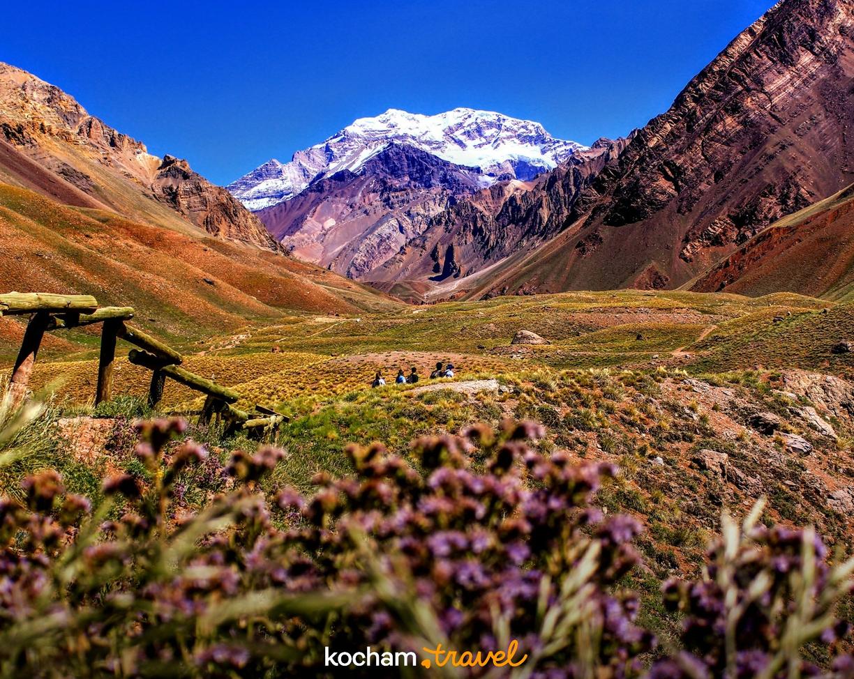 Kwitnąca dolina z widokiem na ośnieżony szczyt Aconcagua w Andach.