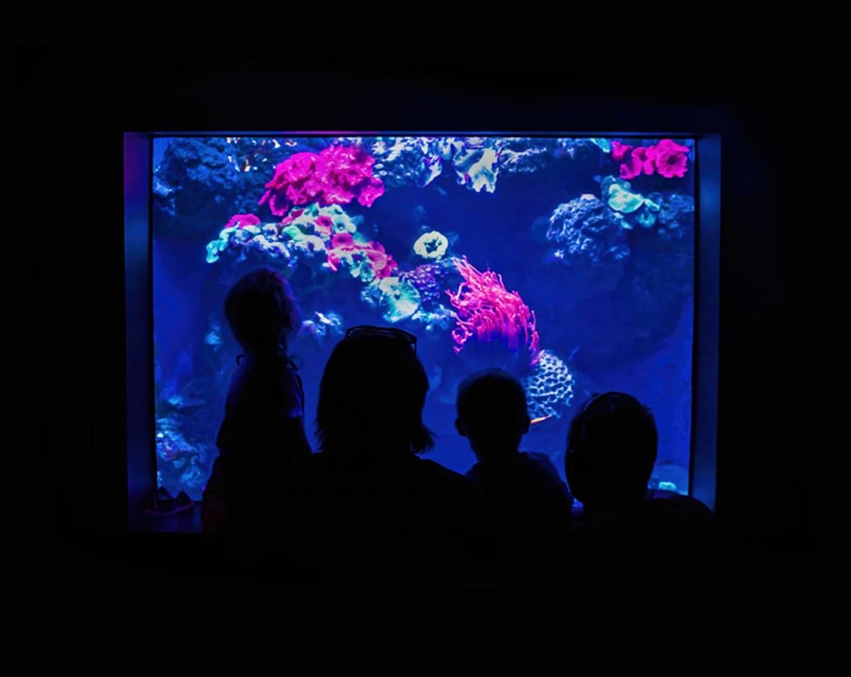Lizbona z dziećmi: Oceanarium, ZOO i inne atrakcje dla całej rodziny