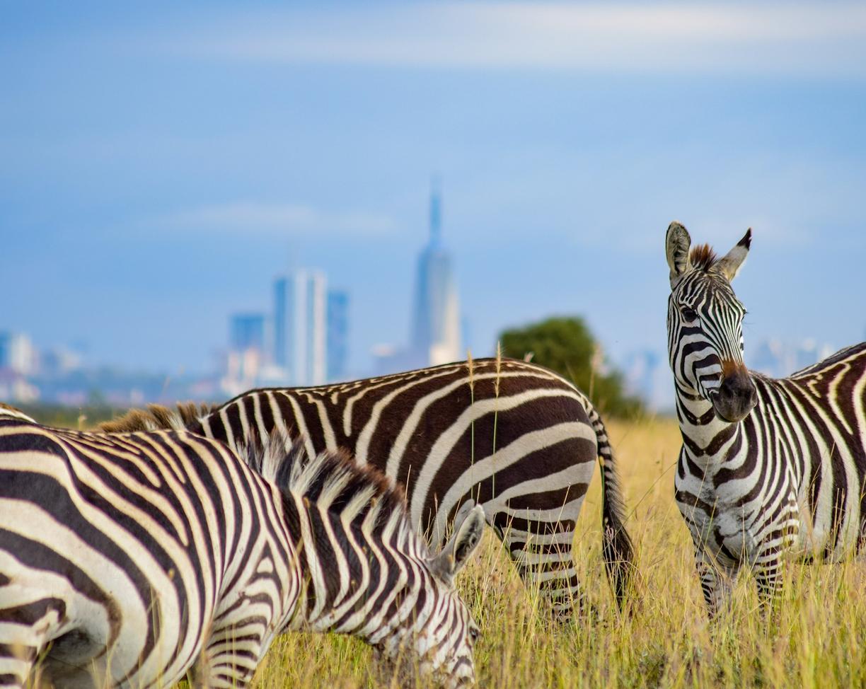 Kenia. Co zwiedzić w Nairobi? Park Narodowy Nairobi, Muzeum Karen Blixen i centrum miasta