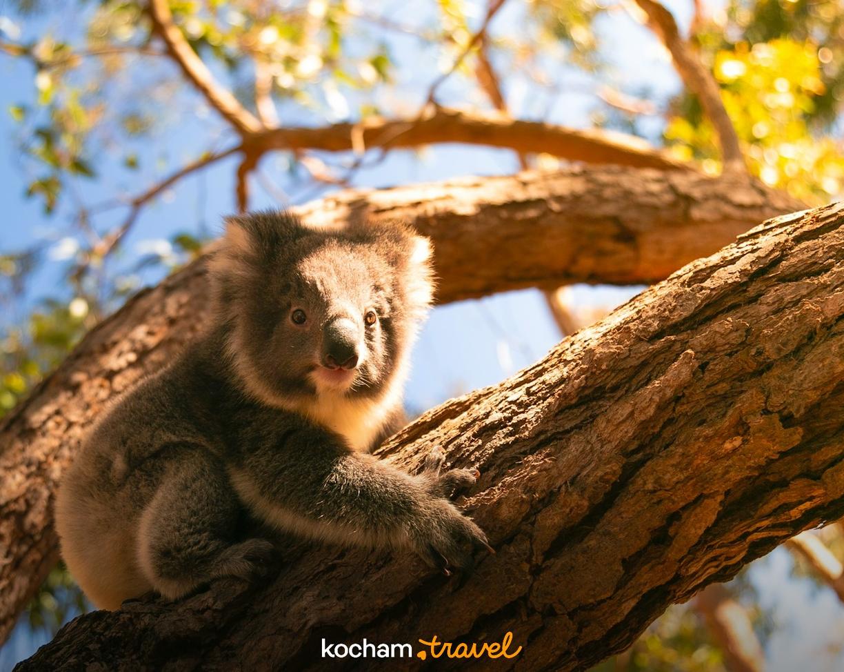 Młody koala siedzi na gałęzi drzewa, patrząc ciekawie.