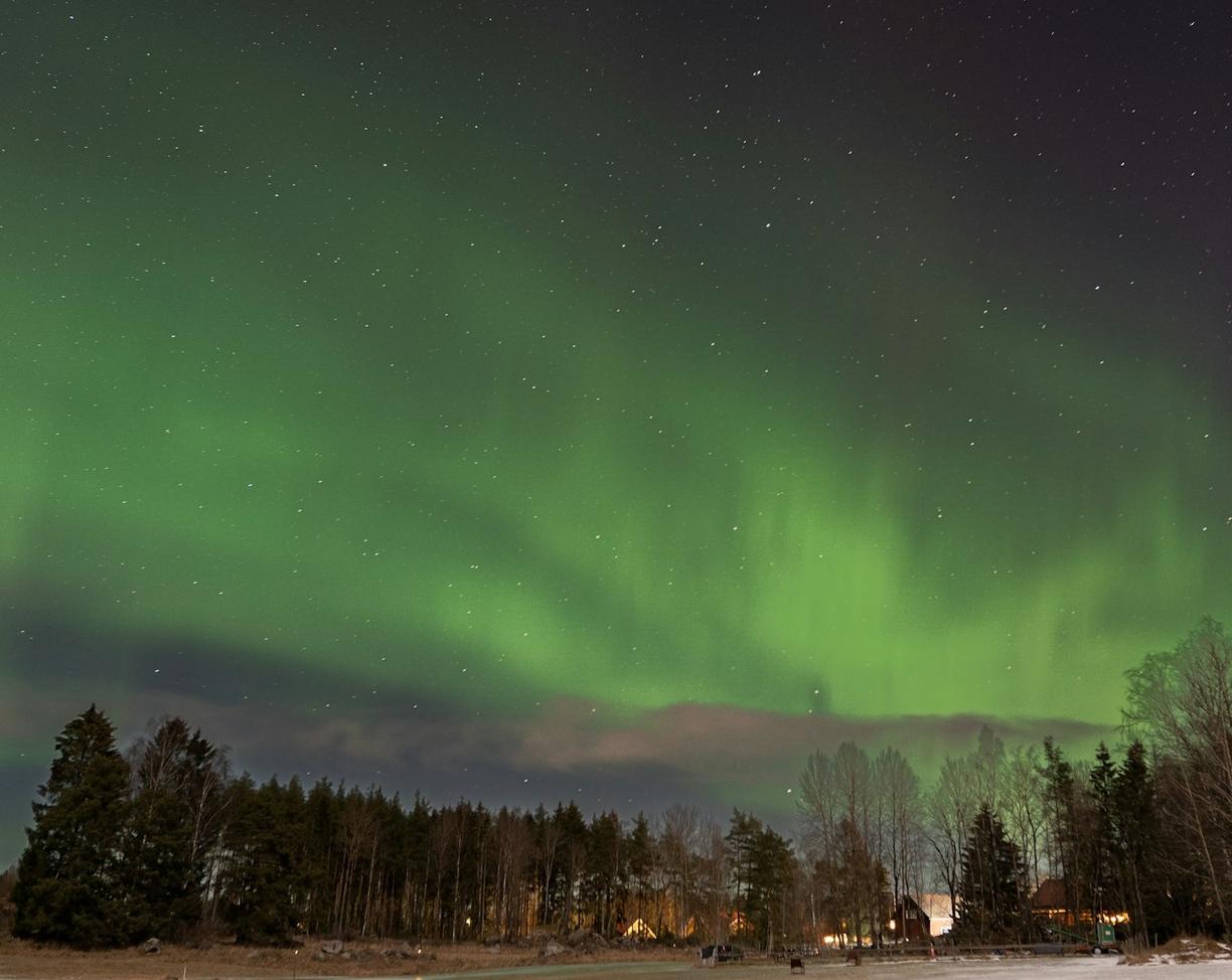 Spektakularna zielona zorza polarna rozświetla nocne niebo nad lasem.