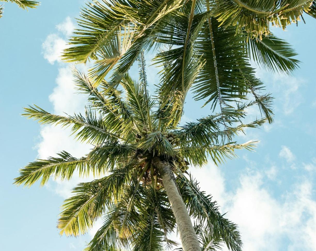 Oceania. Jak poruszać się po Rarotonga? Autobus i wynajem skutera