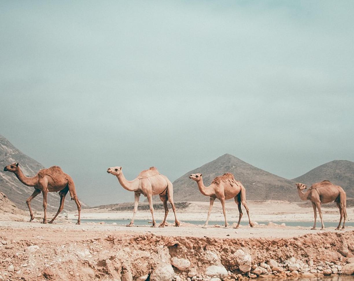 Zima pod dachem: Salalah – teatry, koncerty i lokalne tradycje
