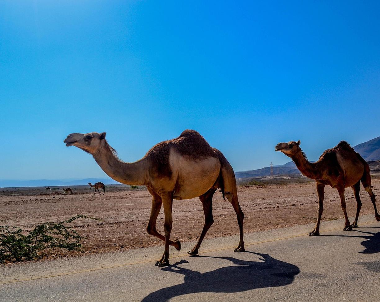 Listopad: Salalah – darmowe atrakcje i korzystne godziny zwiedzania