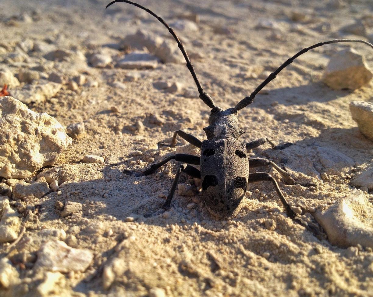 Zjednoczone Emiraty Arabskie: kiedy jechać? pogoda i najlepsze miesiące?