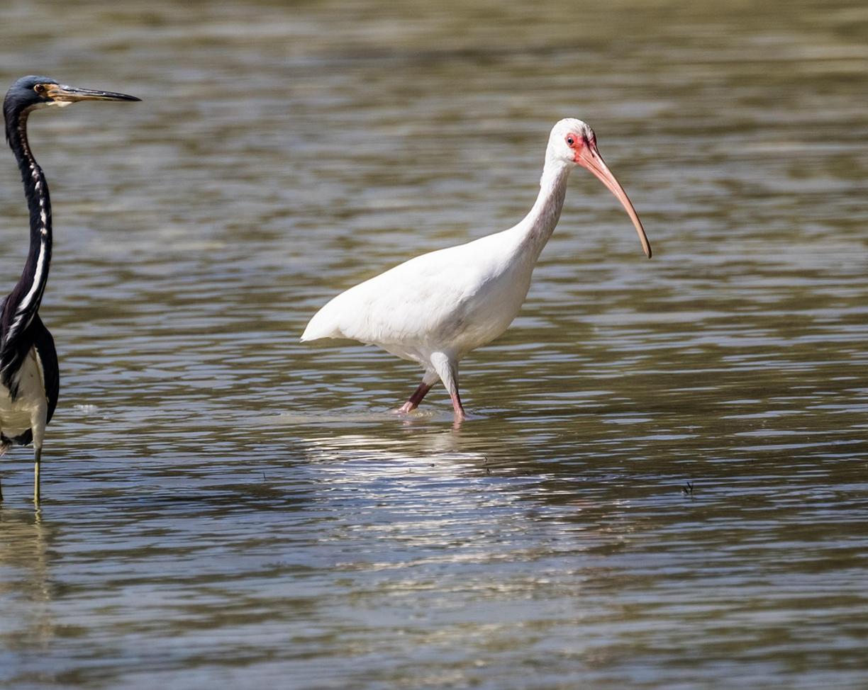 Cayo Coco: najlepsze punkty widokowe i zdjęcia?