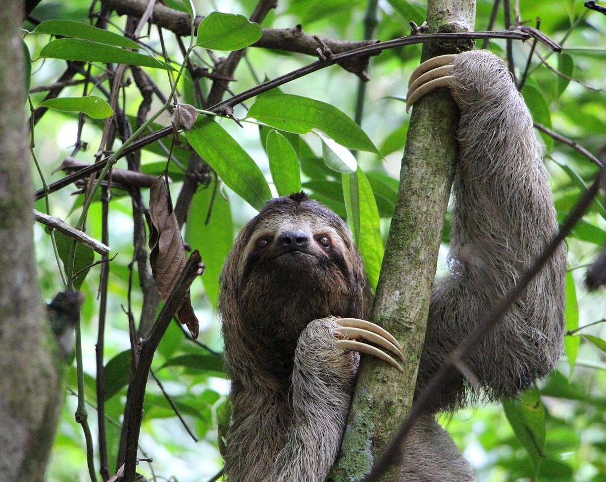 Manuel Antonio: co zobaczyć w 48 godzin?