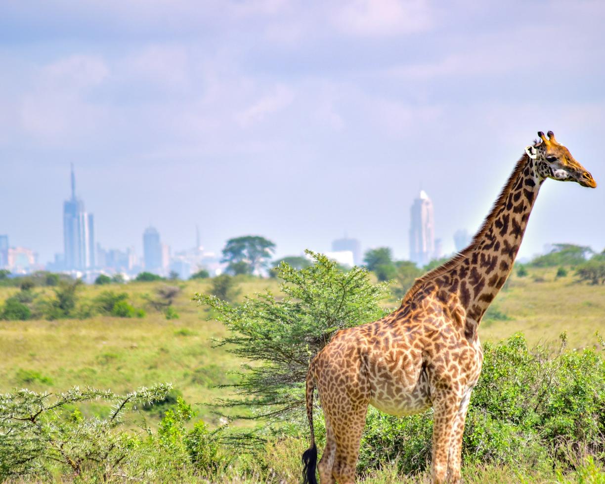 Kenia. Safari w cieniu drapaczy chmur: przewodnik po Nairobi National Park