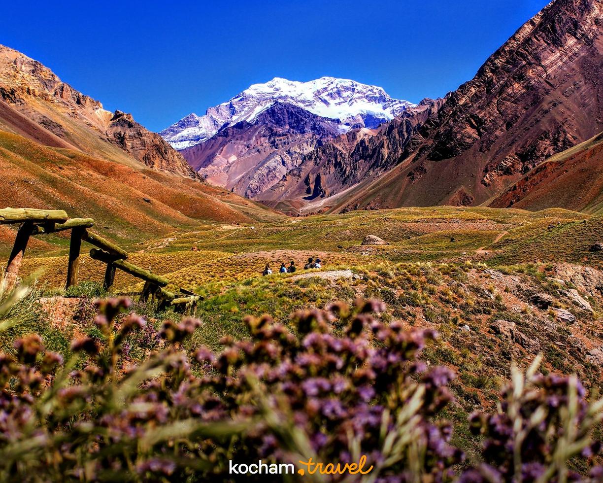 Kwitnąca dolina z widokiem na ośnieżony szczyt Aconcagua w Andach.