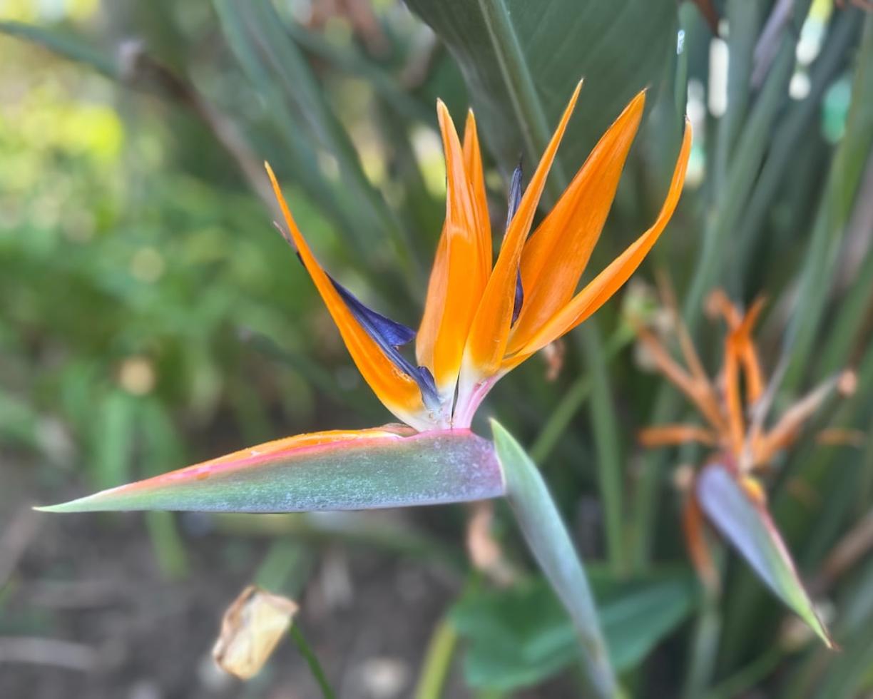 Lush botanical garden in Johannesburg during summer