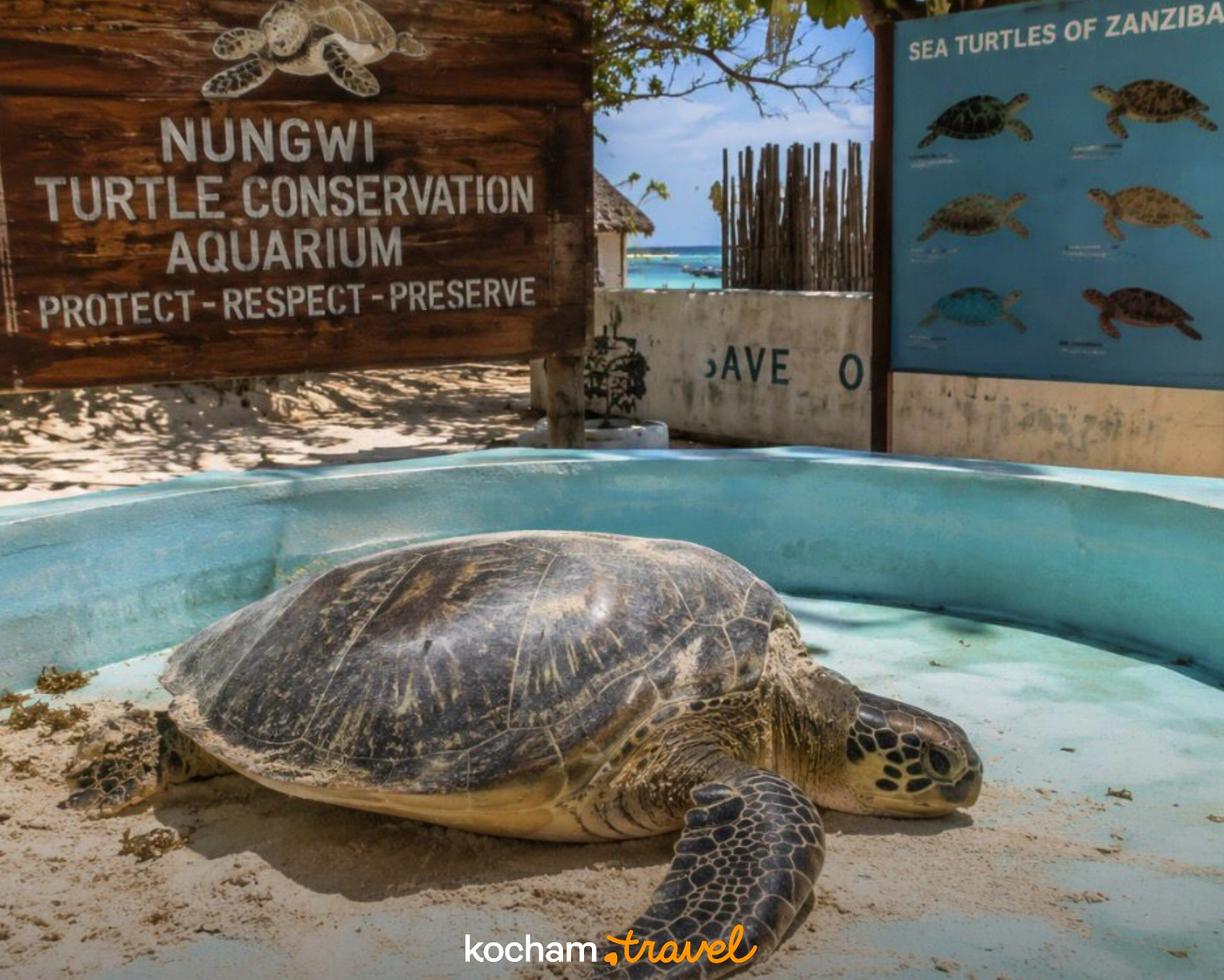 Zielony żółw morski w ośrodku ochrony Nungwi, Zanzibar.