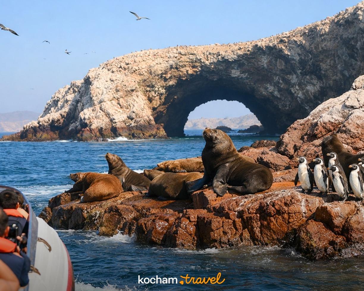 Ilustracja do tematu: Peru. Rejs na wyspy Ballestas z miasteczka Paracas w poszukiwaniu lwów morskich i pingwinów
