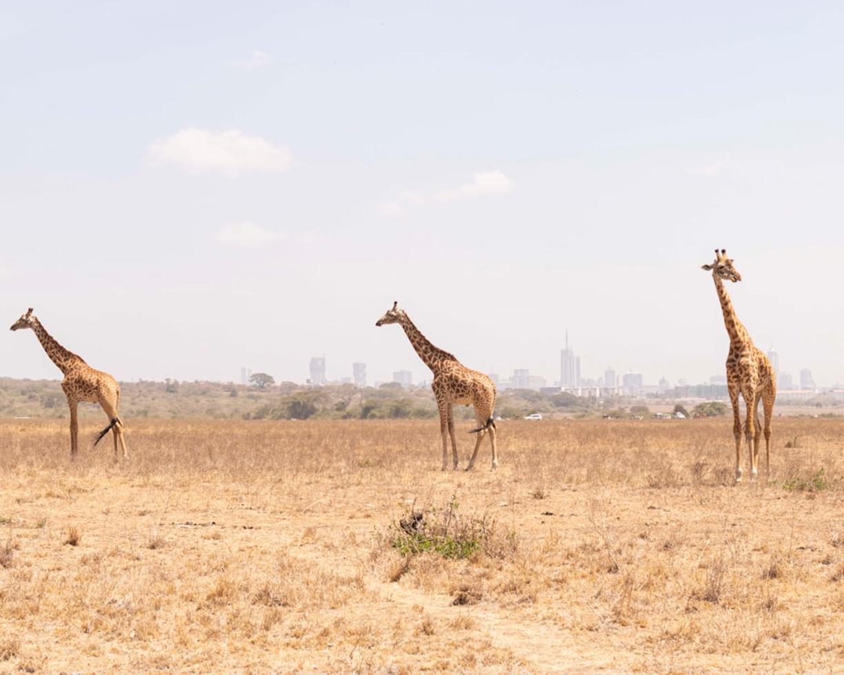 Safari w Parku Narodowym Nairobi: Jak zobaczyć dzikie zwierzęta na tle wieżowców?