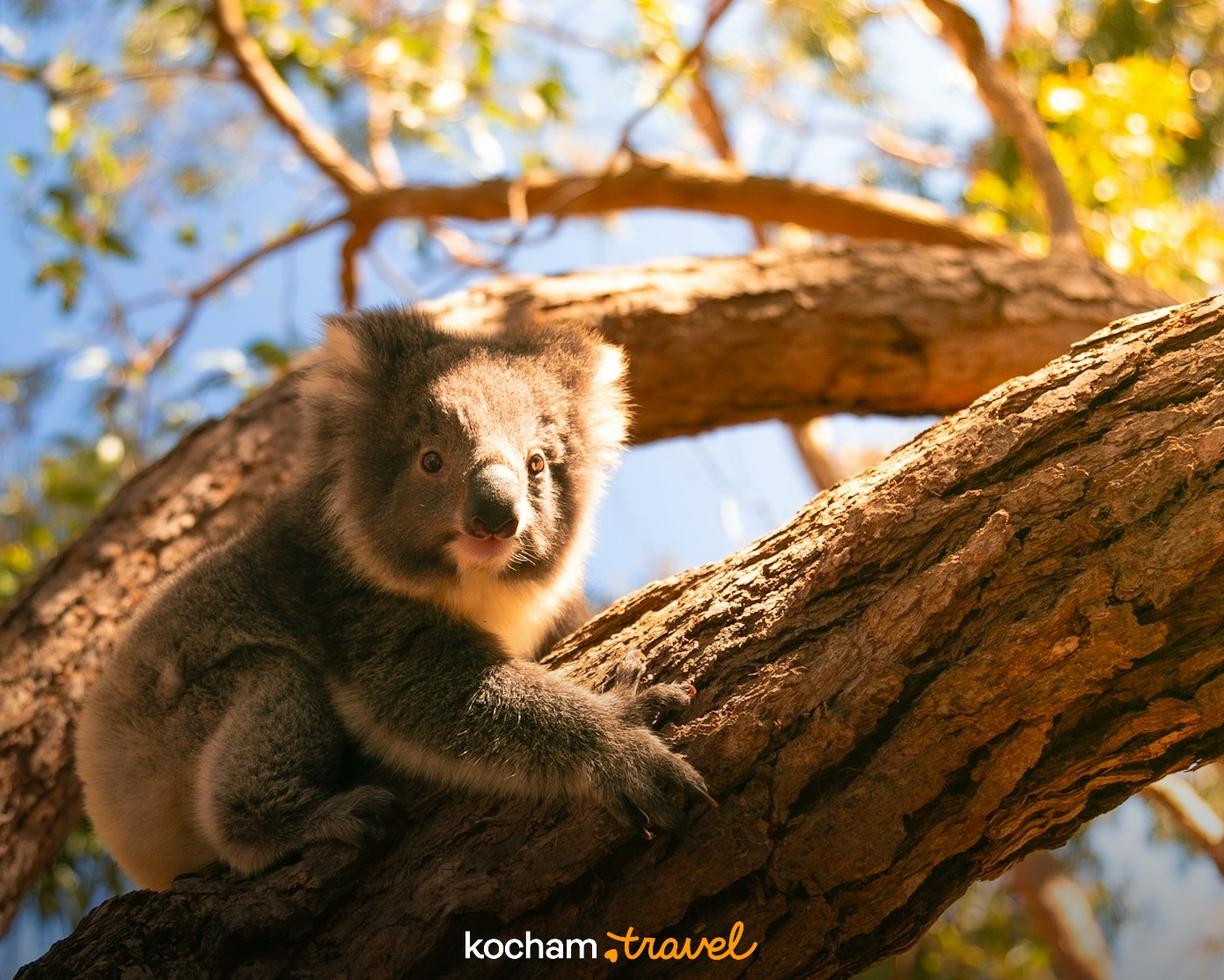 Młody koala siedzi na gałęzi drzewa, patrząc ciekawie.