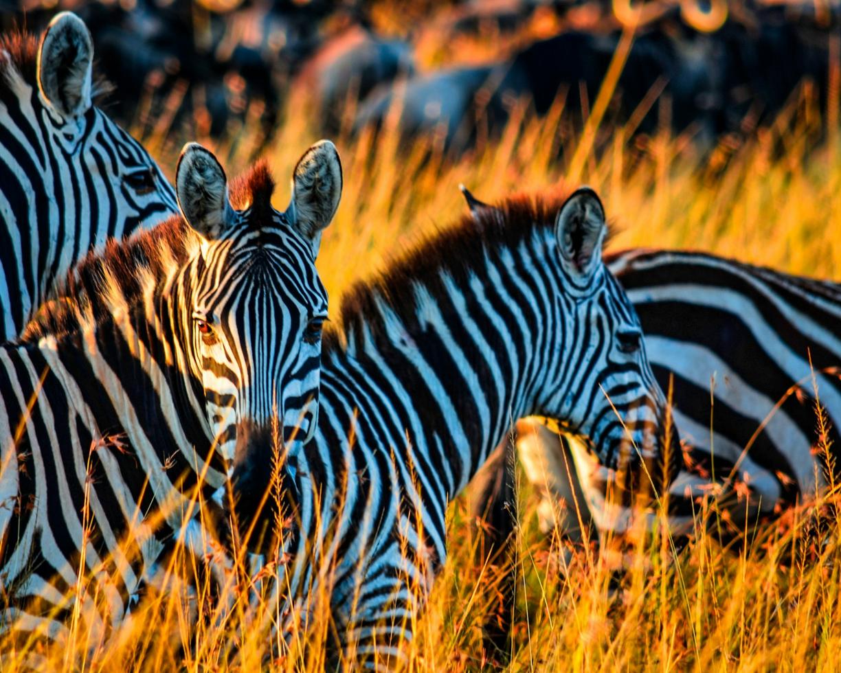 Safari w Afryce: Przewodnik dla początkujących – Kenia, Tanzania czy RPA?