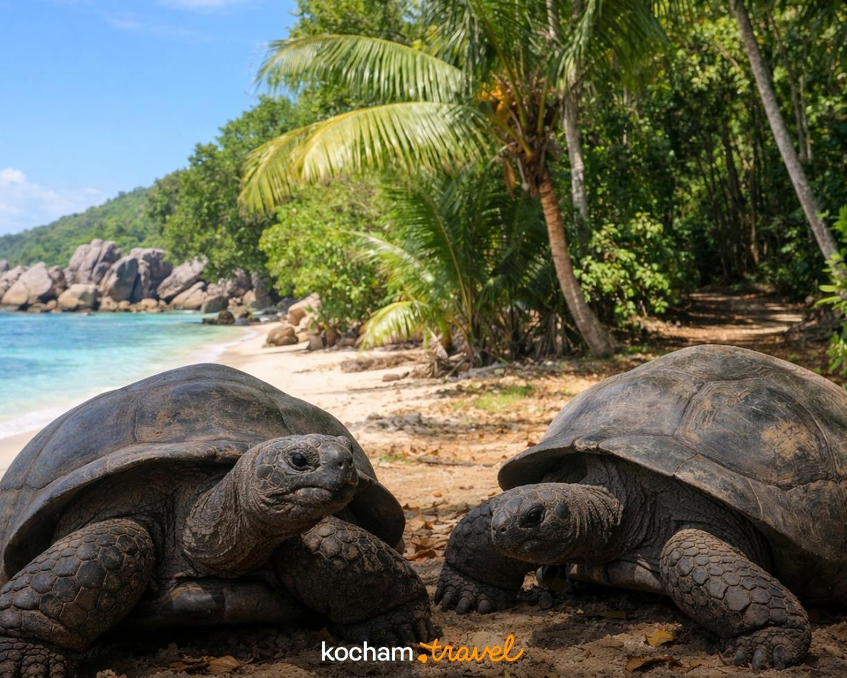 Ilustracja do tematu: Jak zaplanować wakacje do: La Digue, Seszele – spotkanie z żółwiami olbrzymimi i wizyta w rezerwacie Veuve