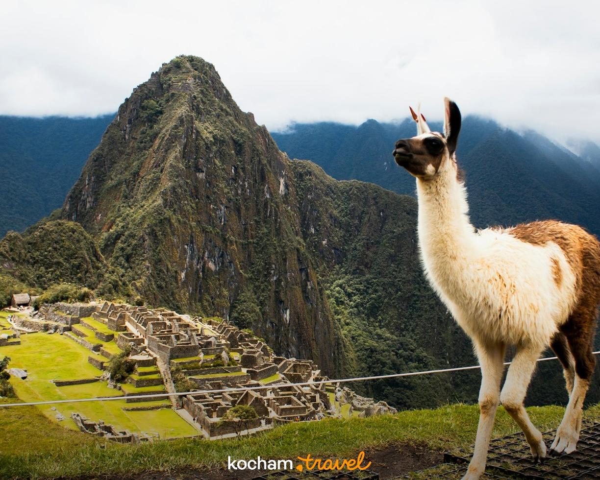 Lama przed ruinami Machu Picchu wśród zielonych Andów.