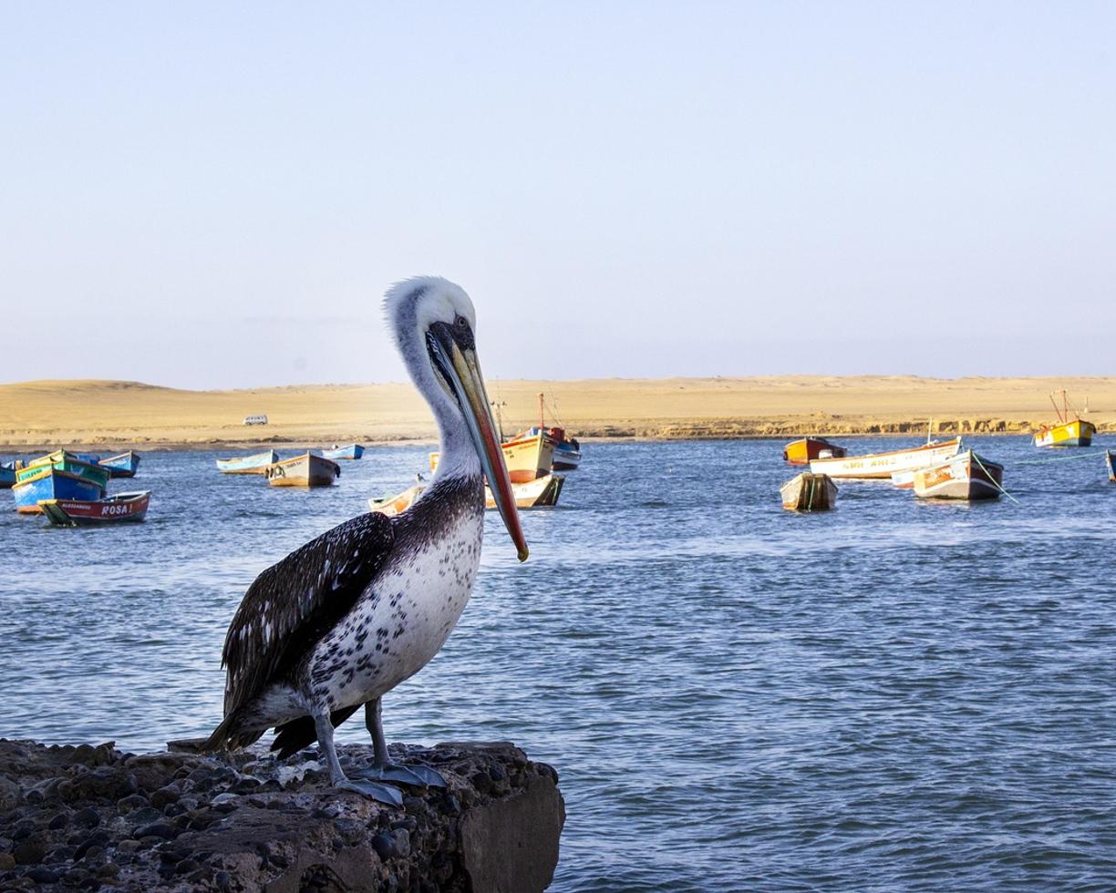 Paracas: gdzie zjeść — lokalne klasyki i street food?