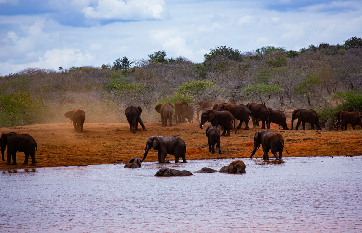 Safari w Kenii poza Masai Mara: Gdzie szukać Wielkiej Piątki bez tłumów?