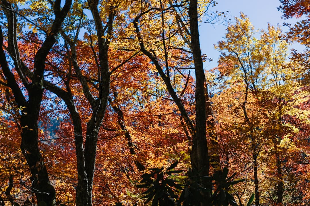 Central Park w jesieni