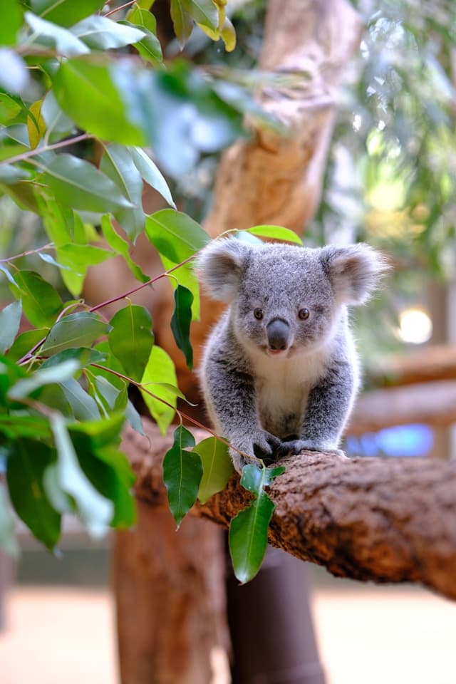 Puszysta koala siedzi na gałęzi eukaliptusa wśród zielonych liści.