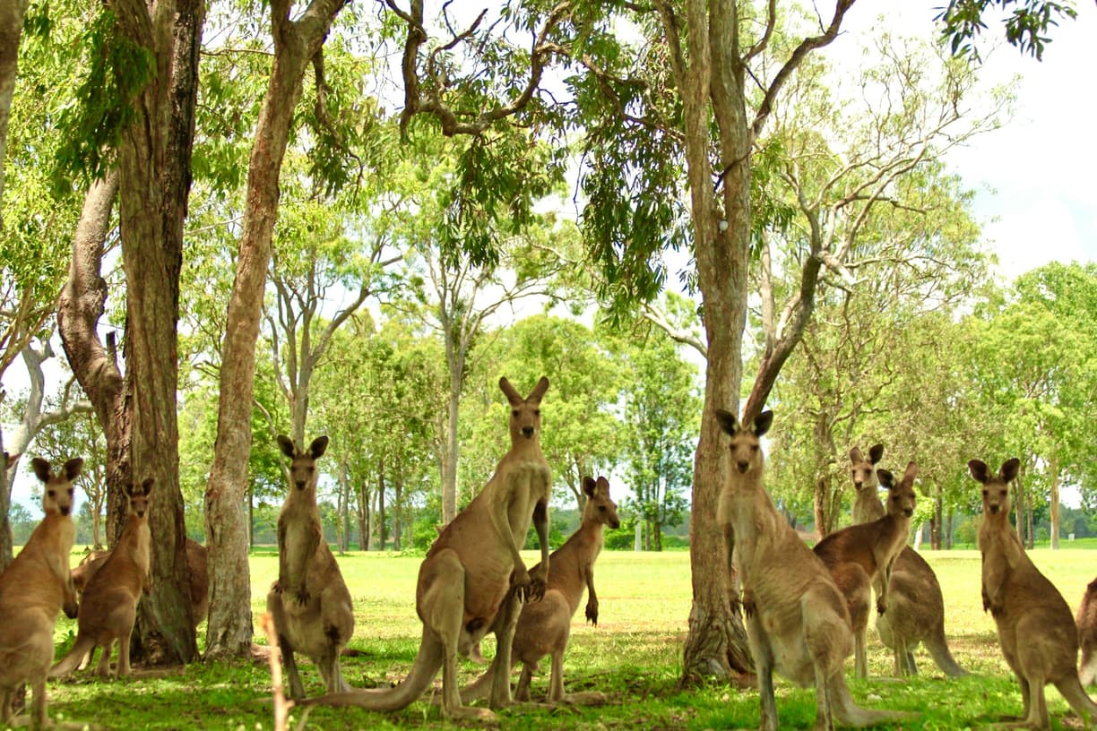 Wiele kangurów w naturalnym środowisku Australii, pod eukaliptusami.