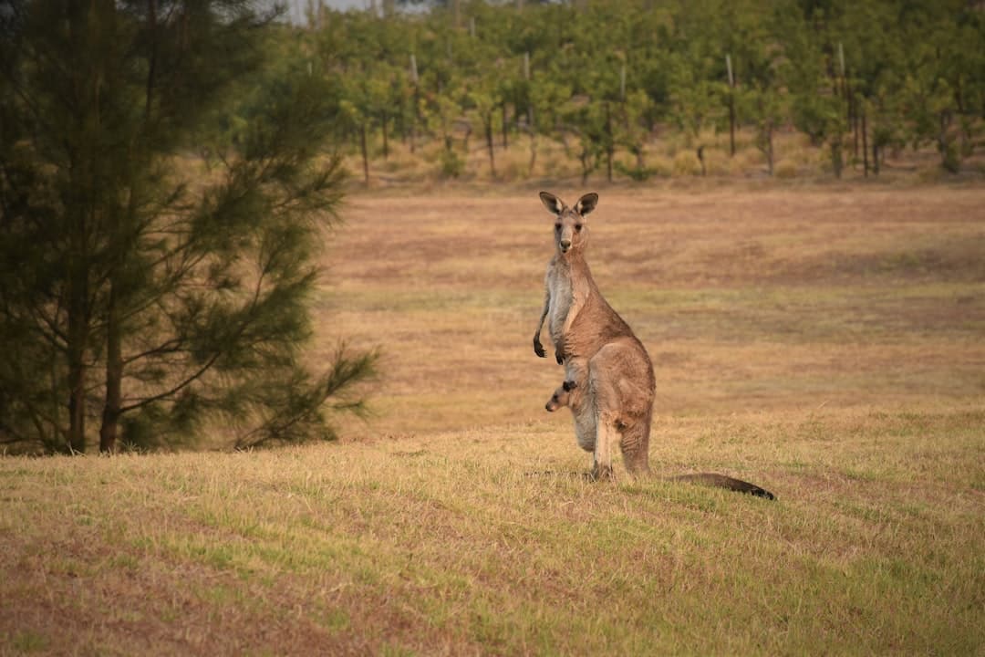 Kangur z młodym w torbie, australijskie pole, winnica w tle.