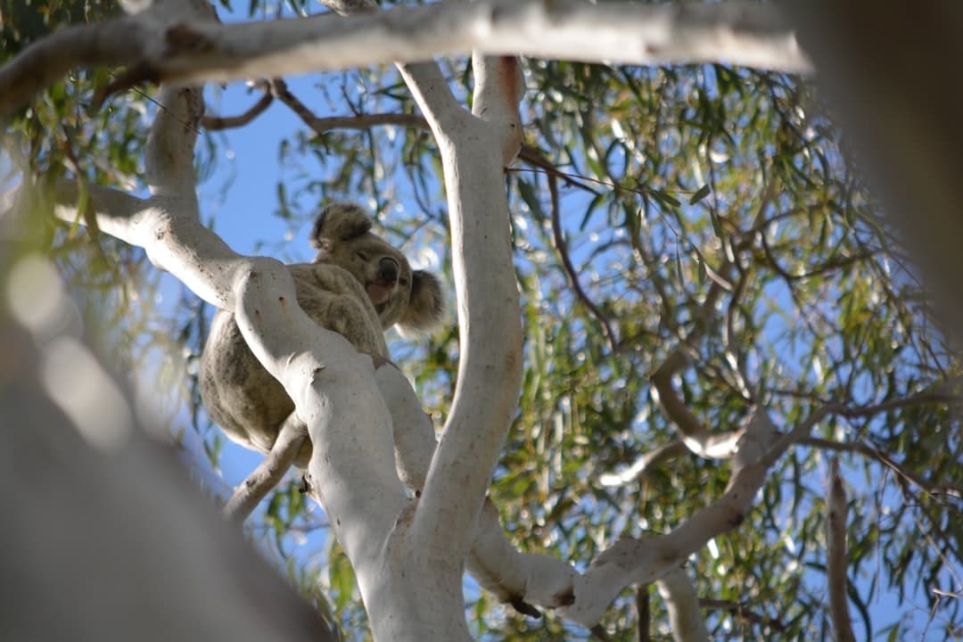 Śpiący koala na gałęzi eukaliptusa pod błękitnym niebem.
