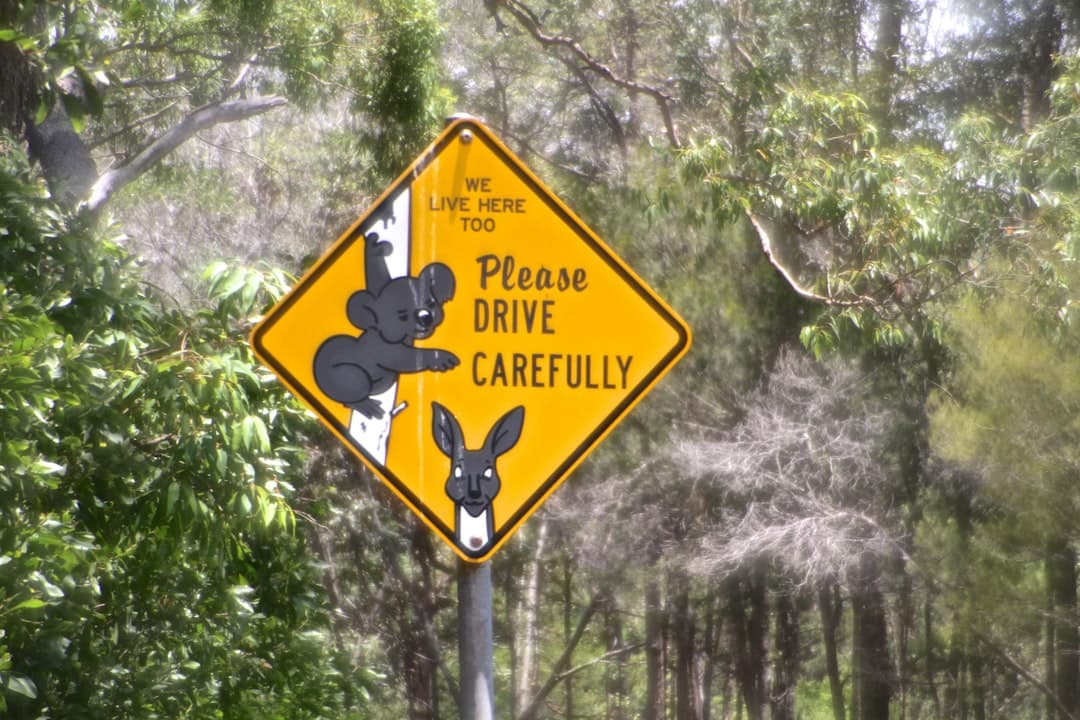 Ostrzegawczy znak drogowy z koalą i kangurem w australijskim lesie.