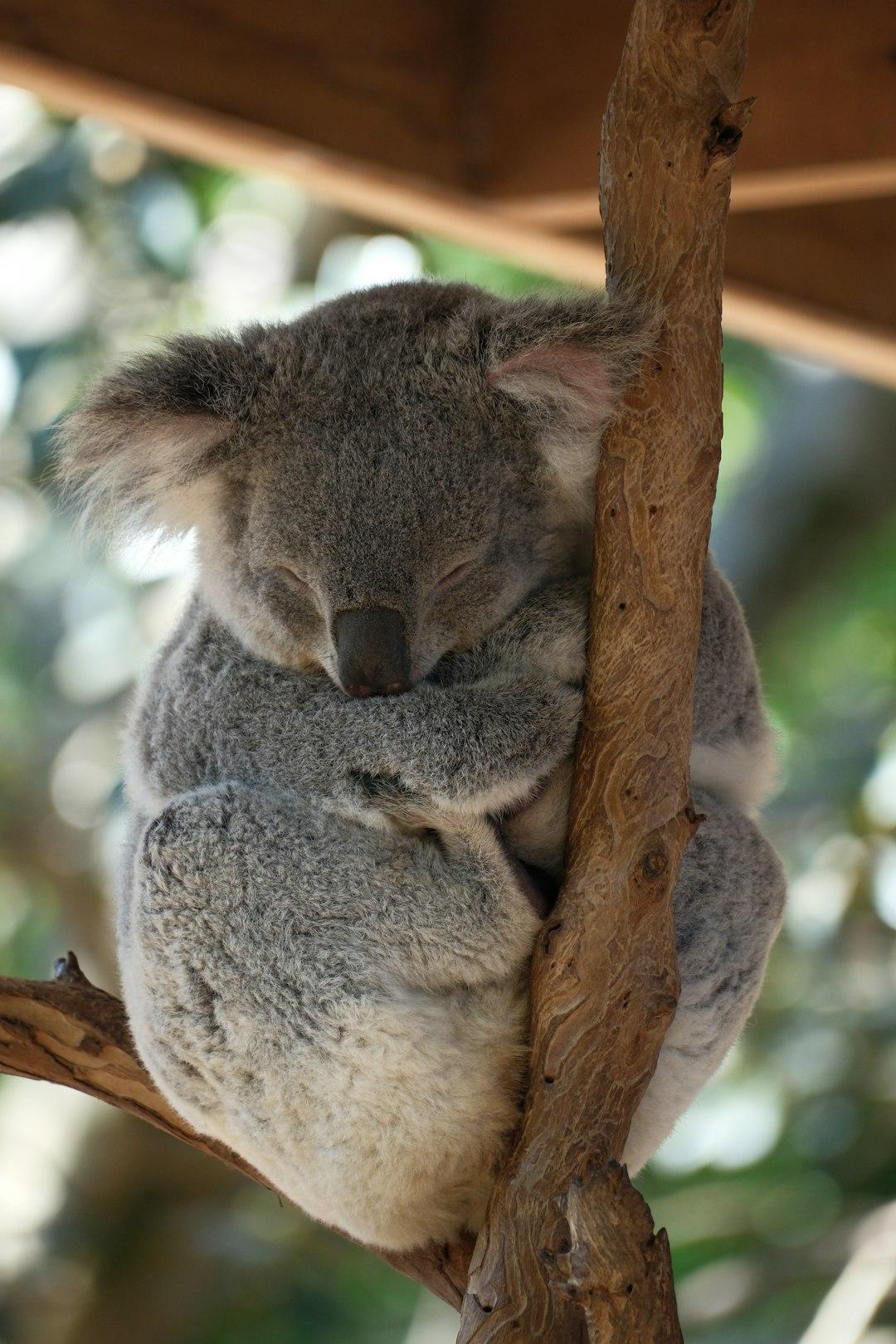 Koala śpiący na gałęzi drzewa, zwinęty w kłębek.
