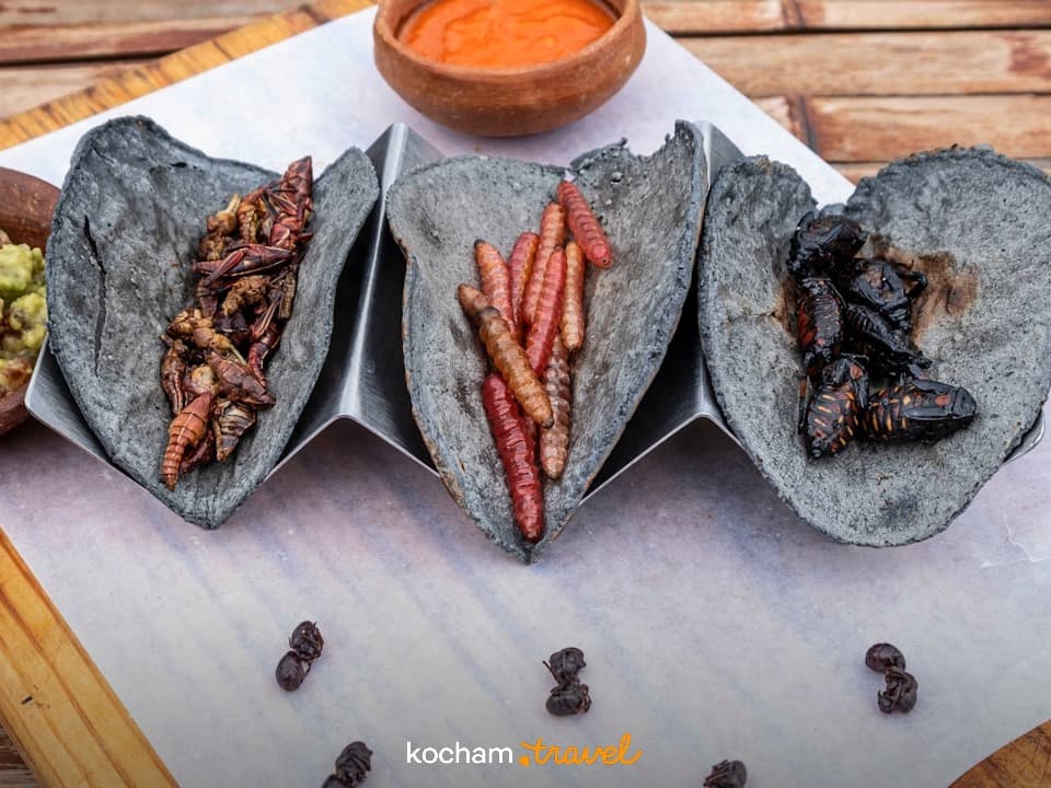 Meksykańskie tacos z owadami, tradycyjne egzotyczne danie.
