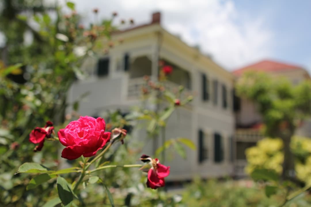 Rezydencja Rose Hall na Jamajce