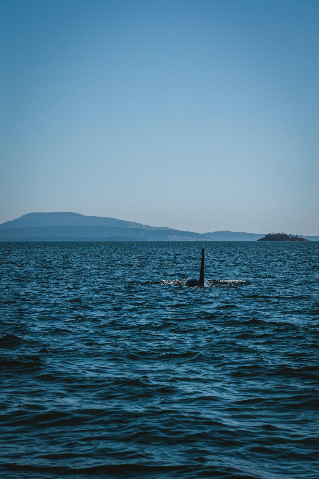 Płetwa grzbietowa orki wyłaniająca się z oceanu na tle gór.