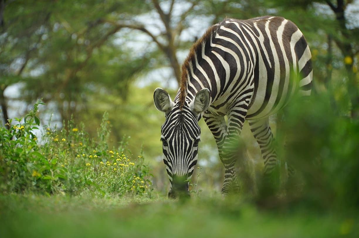 Zebra w czarno-białe pasy pasąca się na zielonej trawie.