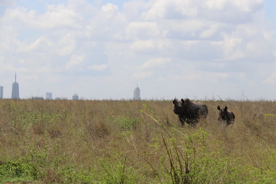 Nosorożec z młodym na sawannie z panoramą miasta w tle.