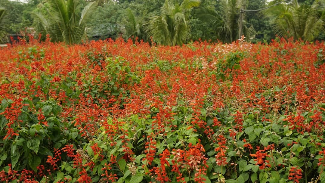 Plantacja przypraw na Zanzibarze