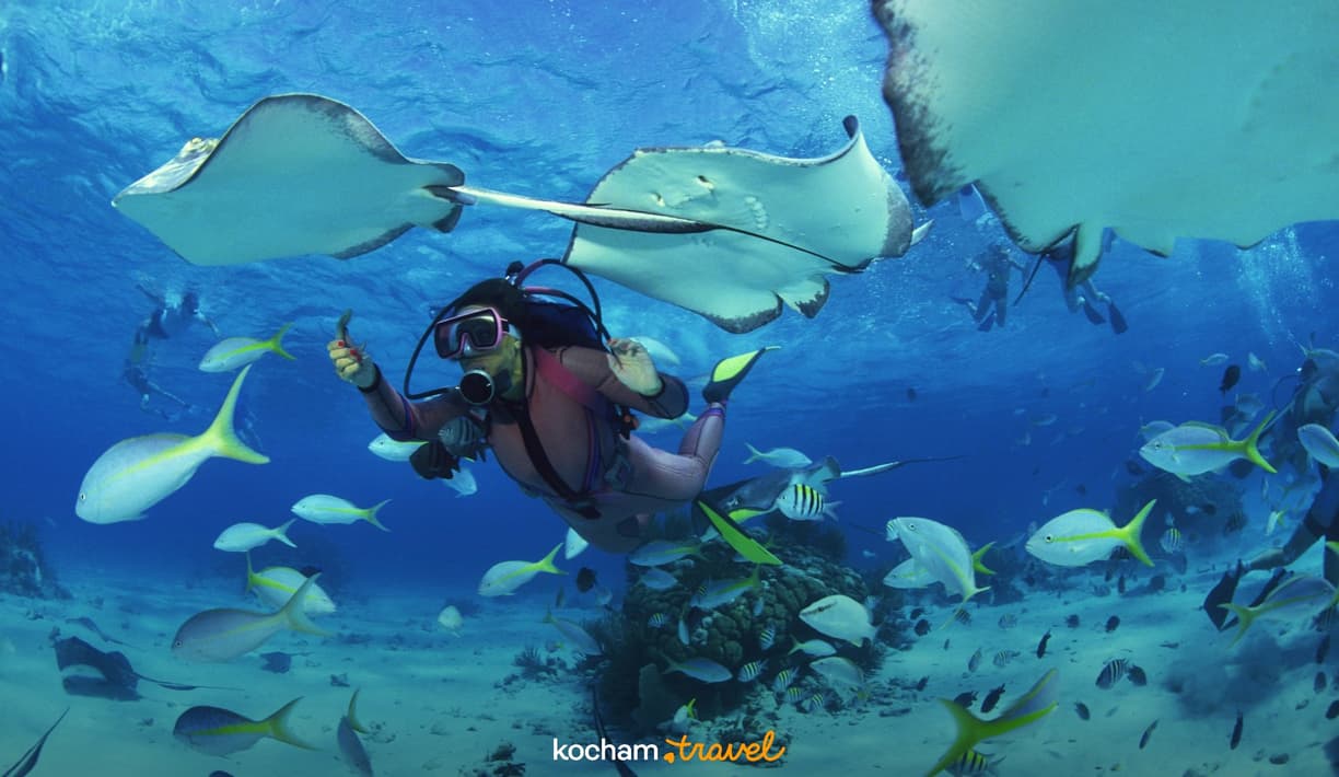 Nurkini pływa z płaszczkami i kolorowymi rybami w błękitnym oceanie.